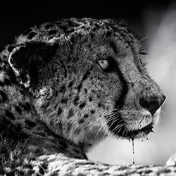 Predator at Rest-William Miller-finalist-black_and_white-15833