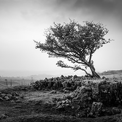 Ystradfellte Lone Tree-James Kelly Smith-finalist-black_and_white-15816