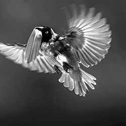 One more for the nest-Manoj Shah-finalist-black_and_white-15698