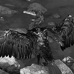 Drying Cormorant-Jim Chung-finalist-black_and_white-15746