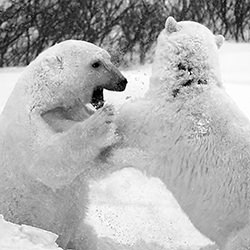 Sparring-Jim Chung-finalist-black_and_white-15747