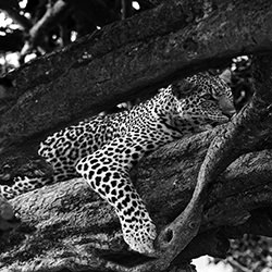 Sleeping Leopard-Jim Chung-finalist-black_and_white-15748