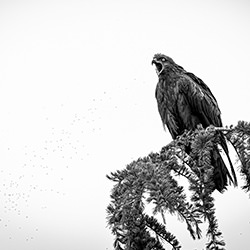 The cry of the black kite...-Fabio Chironi-finalist-black_and_white-15873