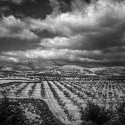 Olive Grove in Rural Spain-Scarlett Freund-bronze-black_and_white-15457