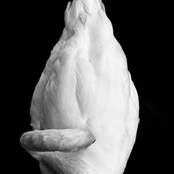 Aquatic Flame-Juan Carlos Pinto-bronze-black_and_white-15547