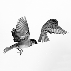 Synchronous-Dennis Letbetter-finalist-black_and_white-15694