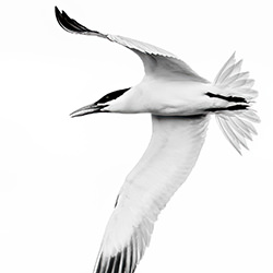 I\'m Flying-David Macias-finalist-black_and_white-15877