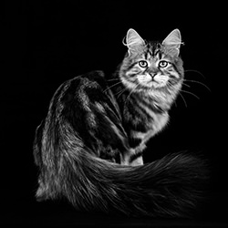 What do you want?-David Macias-finalist-black_and_white-15879