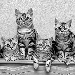 The Gang!-David Macias-silver-black_and_white-15983