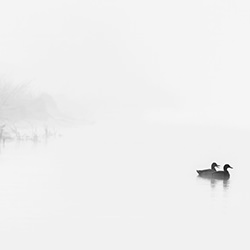Morning Swin!-David Macias-bronze-black_and_white-15623