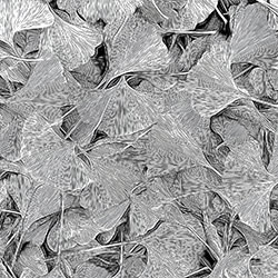 Ginkgo-Gary E Karcz-bronze-black_and_white-18236