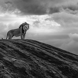 Timeless Reign-Johan Siggesson-silver-black_and_white-18486