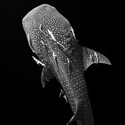 Polka dotted-Fabi Fregonesi-bronze-black_and_white-18253
