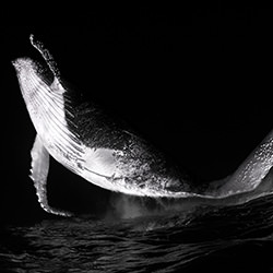 Dancing whale-Fabi Fregonesi-bronze-black_and_white-18254