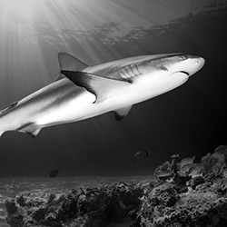 Rays of hope-Fabi Fregonesi-silver-black_and_white-18489