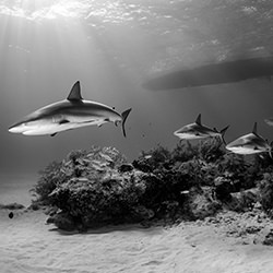 Patrolling-Fabi Fregonesi-silver-black_and_white-18490