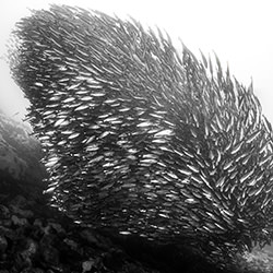 Fish tornado-Fabi Fregonesi-bronze-black_and_white-18256