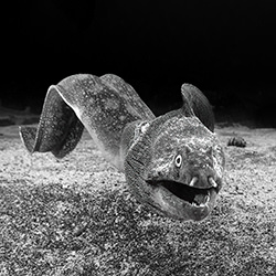Swimming around-Fabi Fregonesi-silver-black_and_white-18493