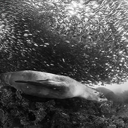Full of life-Fabi Fregonesi-bronze-black_and_white-18260