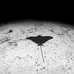 Fly me to the moon-Fabi Fregonesi-finalist-black_and_white-18384
