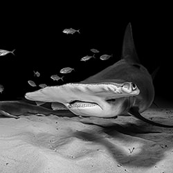 Great hammerhead shark-Fabi Fregonesi-bronze-black_and_white-18262