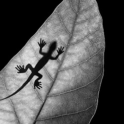 Phantom of Lizard-Leka Huie-silver-black_and_white-18475