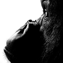 Gorilla-Leka Huie-finalist-black_and_white-18357