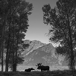 Romance in the Cottonwoods-Michael Paul Mihaljevich-bronze-black_and_white-18264