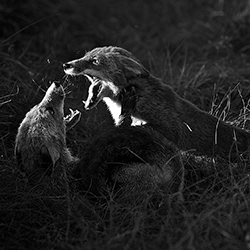 Late Afternoon Fight-Max Van Son-finalist-black_and_white-18413