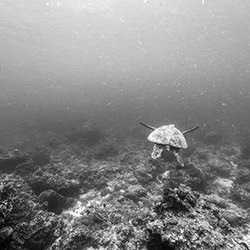 Sea Turtle Near Green Island-Clarence Lin-finalist-black_and_white-18339