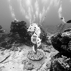 Green Island Underwater Postbox-Clarence Lin-finalist-black_and_white-18341