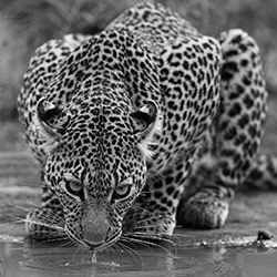 Thirsty Leopard-Soumitra Dasgupta-bronze-black_and_white-18328