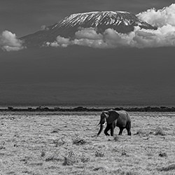 Elephant in the backdrop of snowcapped Mount Kilimanjaro-Soumitra Dasgupta-silver-black_and_white-18515