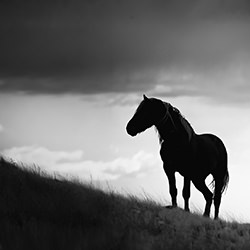 One Wild Life-Valerie Henry-silver-black_and_white-18481