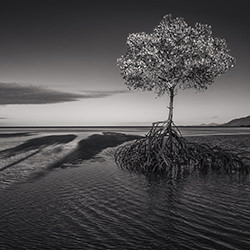 One Tree At Dusk-Steve Turner-finalist-black_and_white-18355