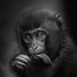 Before Language-Yushi Kaisyakuji-silver-black_and_white-18511