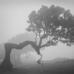 Connected to Nature (Analog Photography)-Radek Von Hirschberg-bronze-black_and_white-18231