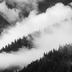 Forest Vapor-Joshua Smith-finalist-black_and_white-18349