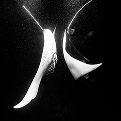 Two mantas Many Plankton-Donald Hurzeler-finalist-black_and_white-18371