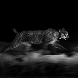 Nocturnal Pursuit-Arnfinn Johansen-bronze-black_and_white-18225