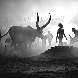 Mundari cattle camp-Svetlin Yosifov-bronze-black_and_white-18200