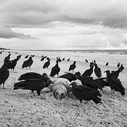 When the sea stops breathing-Guilherme Gonsalez-bronze-black_and_white-18265