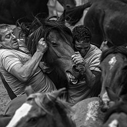 animal force-Adolfo Enriquez-gold-black_and_white-18442
