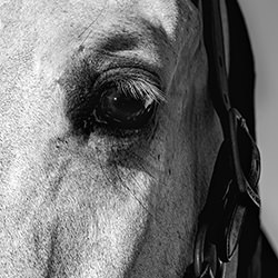 Single gaze-Isabelle Goeminne-finalist-black_and_white-18441