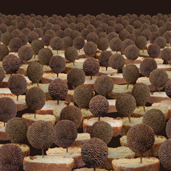 Bread-Trees-Klaus Bittner-finalist-fine_art-2939