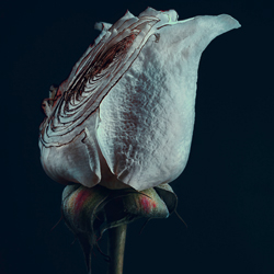 Assaulted Flowers-Simon Puschmann-finalist-fine_art-2919