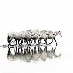 Take The Lead-David Beavis-finalist-fine_art-2925