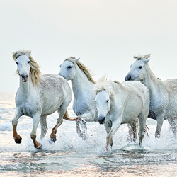 Born to Run-David Beavis-finalist-fine_art-2927