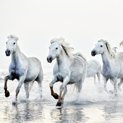 Unleashed-David Beavis-finalist-fine_art-2929