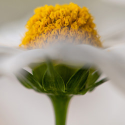 Head of a Cosmos-Turid Bjornsen-finalist-fine_art-4229